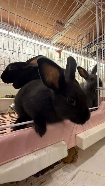 Catiescos  page leaked private photo uncensored HD quality